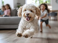 3 motivos para contratar un seguro para animales domésticos