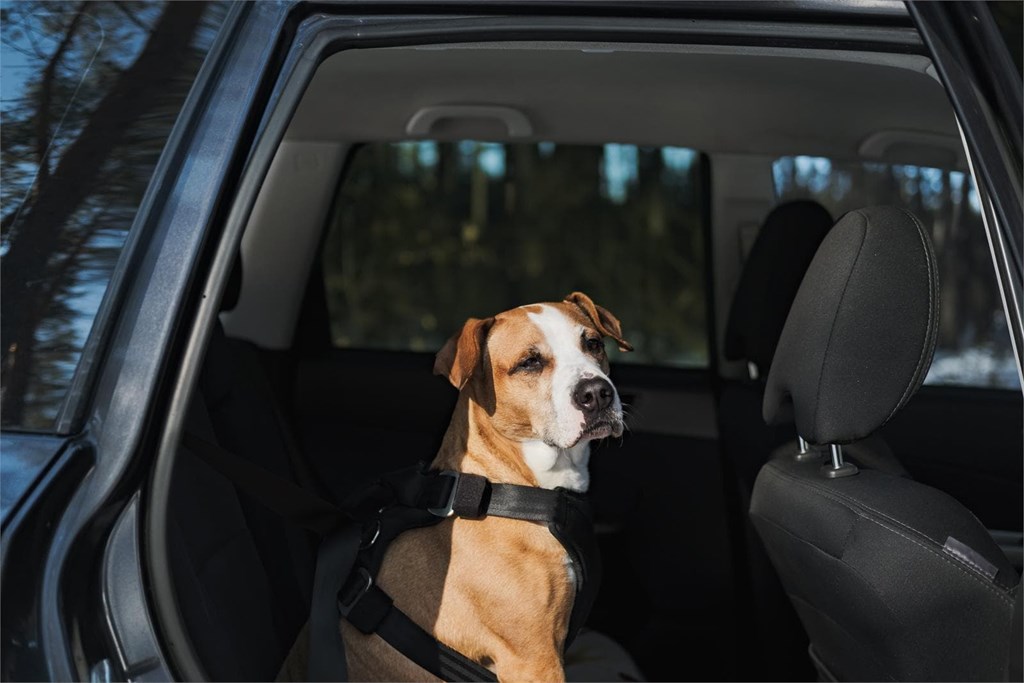 ¿Cómo tiene que viajar un perro en el coche para que entre en el seguro?