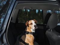 ¿Cómo tiene que viajar un perro en el coche para que entre en el seguro?