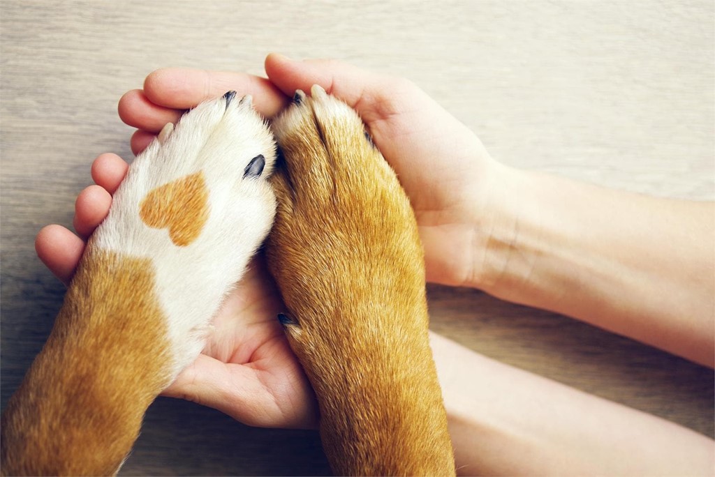 Conózcalo todo sobre el Seguro Obligatorio para perros