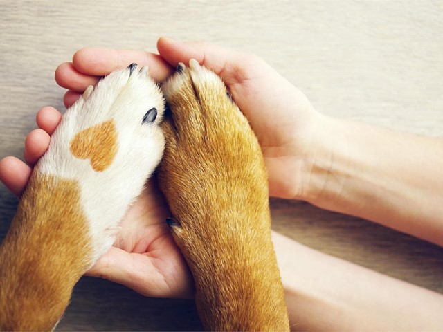 Conózcalo todo sobre el Seguro Obligatorio para perros