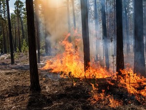 ¿Está protegido frente a los incendios forestales? La importancia del seguro de hogar en zonas rurales