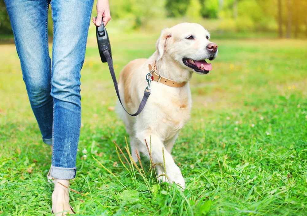 Seguro Obligatorio para perros en A Estrada